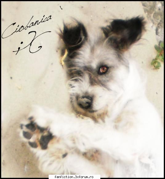 Animale de casa - Ce dragut e catelu Beth` Eu acum mai am doar o - About you.