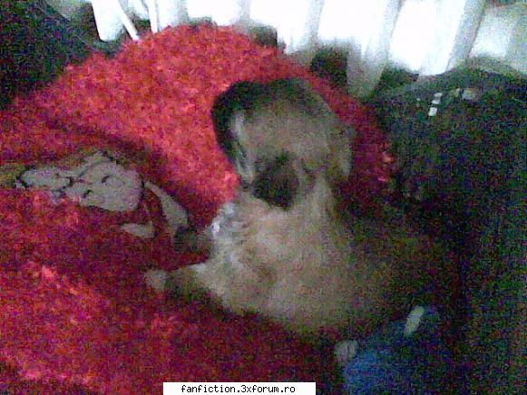 Animale de casa - am o catelusa:)...O cheama Pusha:X...... Am pus - About you.