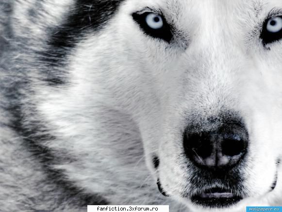 Desktop - ✿ fσℓℓσω уσυя ∂яєαмѕ! ✿ - Discutii.